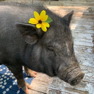 Meet your Posher, Beth